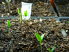 Bell Pepper Seedlings Image