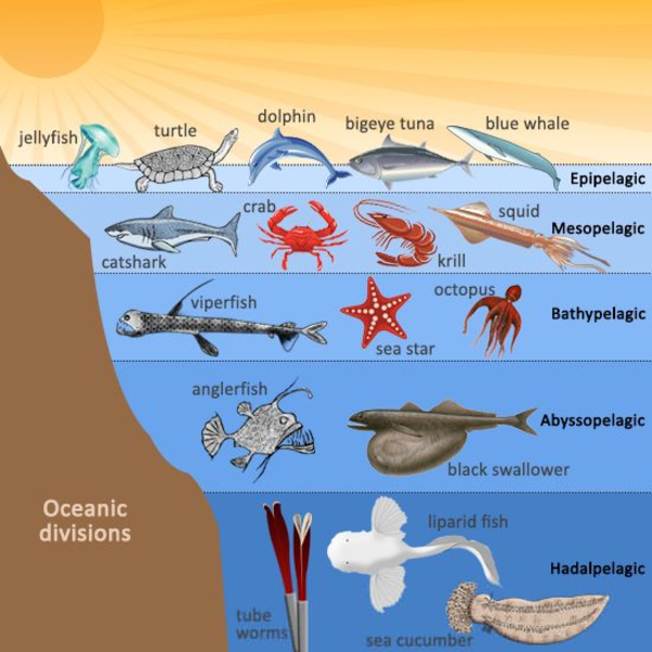 Ocean Animal Ecosystems Free Images At Clker Vector Clip Art 