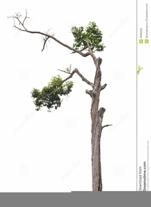Tropical Rainforest Clipart Image