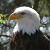 Bald Eagle Image