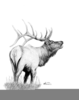 Bugling Elk Clipart Image