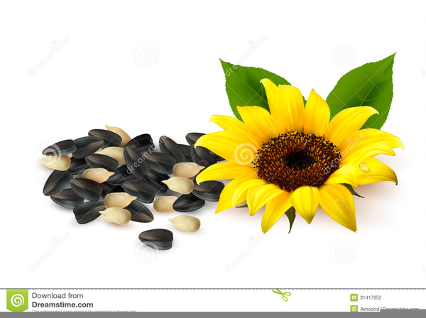 Clipart Of Sunflower Seeds | Free Images at Clker.com - vector clip art ...