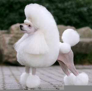 Brown Poodle Clipart Image