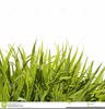 Clipart Tall Grass Image