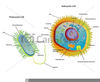 Cells Clipart Image