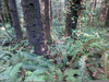 Fir Needles Poisonous Image