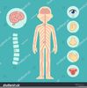 Brain And Spine Clipart Image