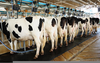 Dairy Farm Milking Image