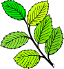 Summer Leaves Clip Art