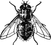 Peterm Housefly Clip Art