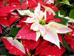 Free Christmas Clipart Poinsettias Image