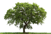 Loan Oak Tree Image