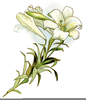 Easter Lillies Clipart Image