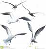 Clipart Seagulls Image