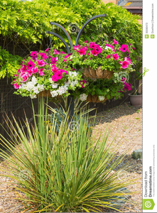 Geraniums In Basket Clipart Image