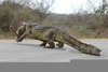 Alligator Crossing Sign Clipart Image