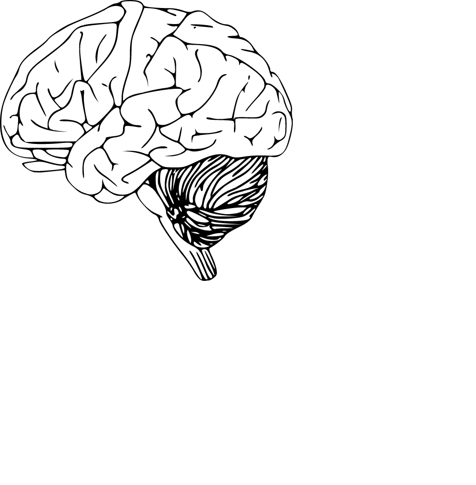 Brain Jon Phillips Htm | Free Images at Clker.com - vector clip art ...