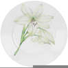 Corelle White Flower Image