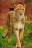 Barbary Lioness Image