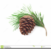 Pine Cone Clipart Image