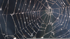Free Clipart Of Spider Webs Image