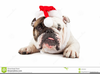 Bulldog Santa Hat Clipart Image