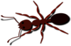 Ant Clip Art