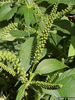 Giant Ragweed Flower Image