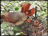 Cardinal Bird Nest Image