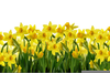 Clipart Daffodils Image