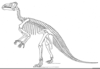 Clipart Dinosaur Bones Image