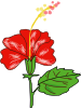 Flower Hibiscus Clip Art