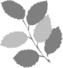 Grey Leaves Md Image