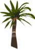 Palm Tree Vector Clip Art