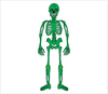 Free Clipart Skeletal System Image