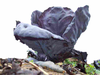 Red Cabbage Image