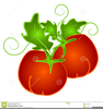 Tomato Vine Clipart Image