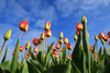 Colorful Tulips And Blue Sky Ro O Image