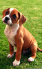 Fawn Boxer Puppies Image