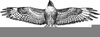 Peregrine Falcon Clipart Image
