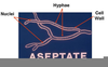 Aseptate Hyphae Image