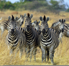 Zebras And Lions Image