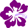 Purple Hibiscus Md Image
