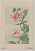 Branch With Leaves And Camellia Blossoms Image