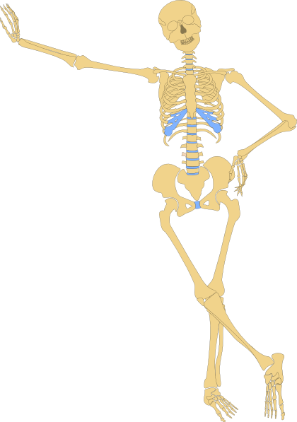 Human Skeleton Outline Clip Art at Clker.com - vector clip art online