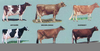 Dairy Cattle Breeds Image