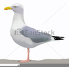 Seagull Clipart Images Image