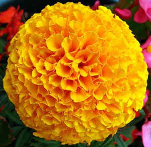 Marigold Yellow X Image