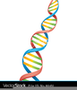 Free Dna Strand Clipart Image