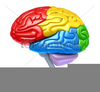 Clipart Of Brains Image